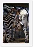 LA_Zoo (18) * Familie Zebra im sauberen Kleid * 1936 x 2896 * (1.84MB)